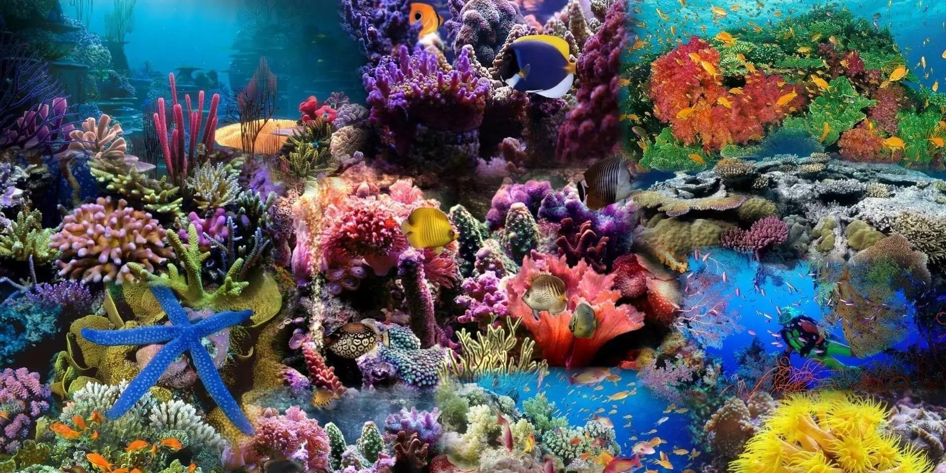 Mercan Resifleri Gelişiyor 1