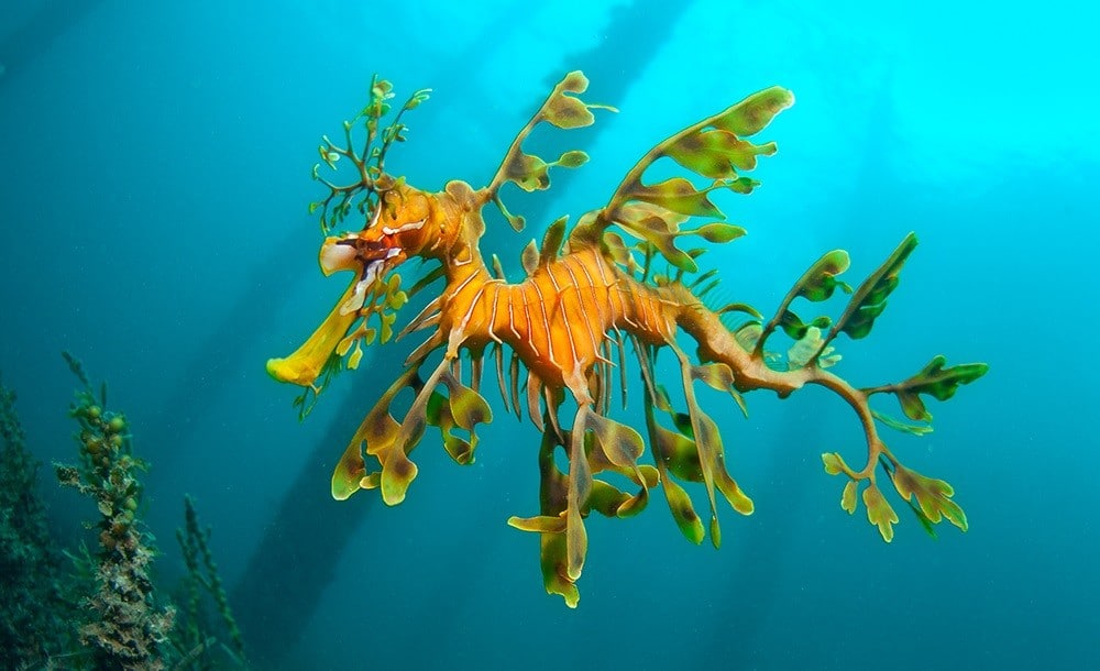 Yapraklı Deniz Ejderi
