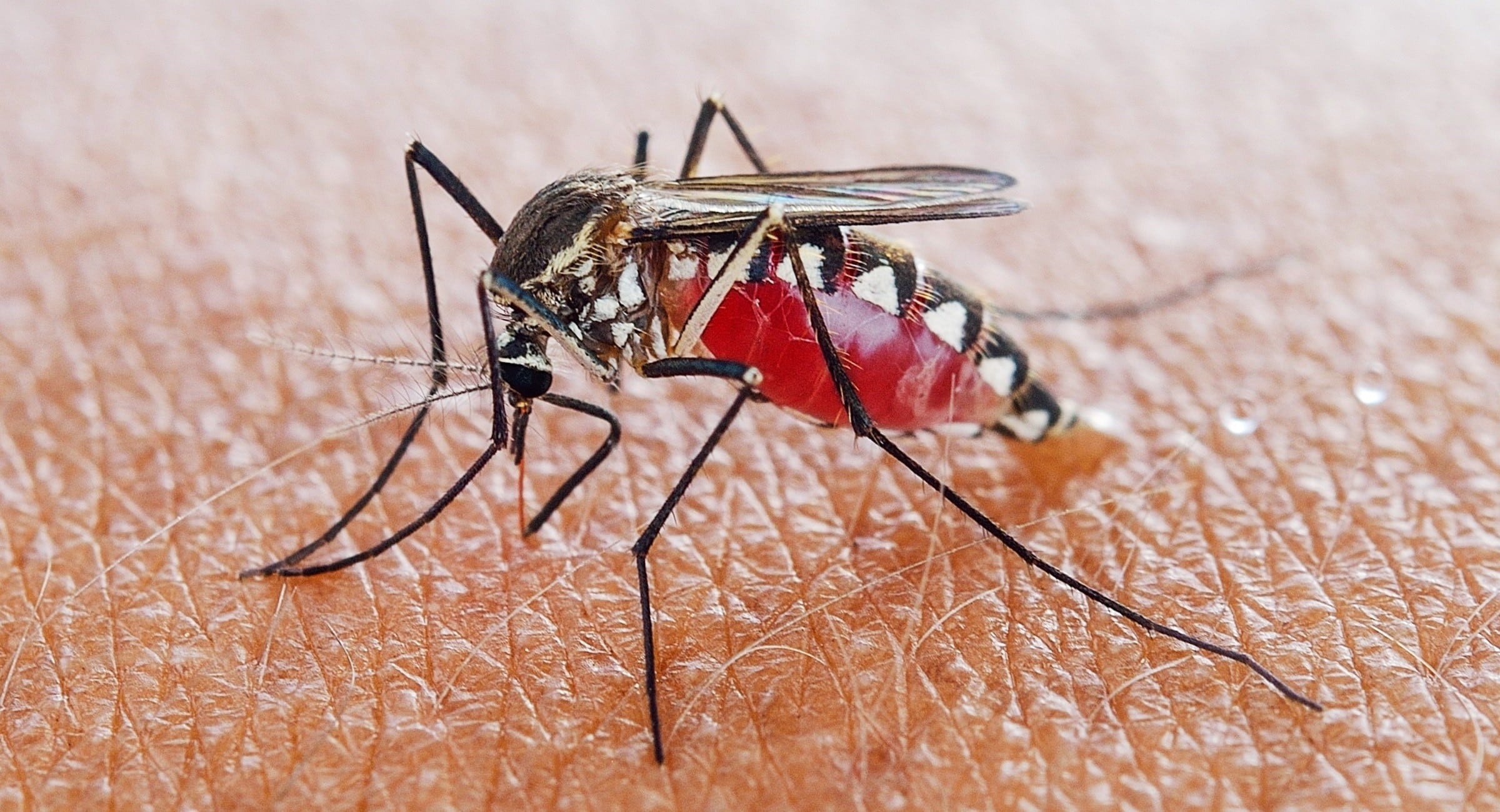 Sıtmaya Karşı Nanoteknoloji Kullanılabilir