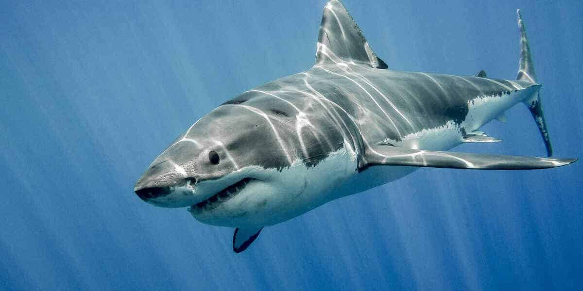 Büyük Beyaz Köpekbalığı