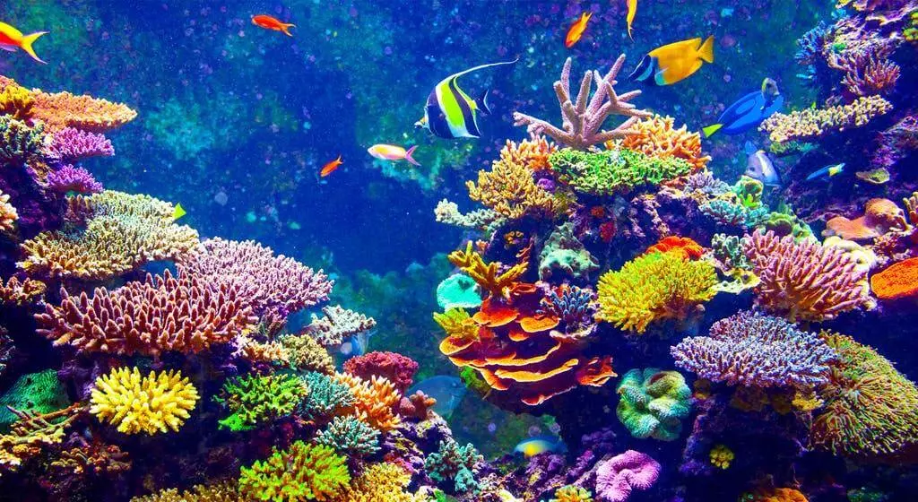 Mercan Resifi Nedir