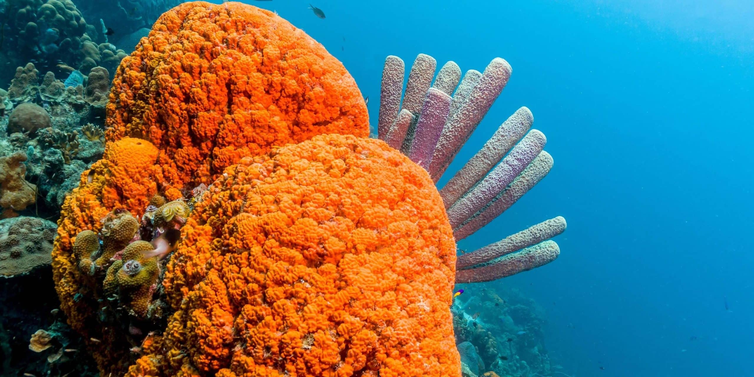 Süngerler Porifera Nedir