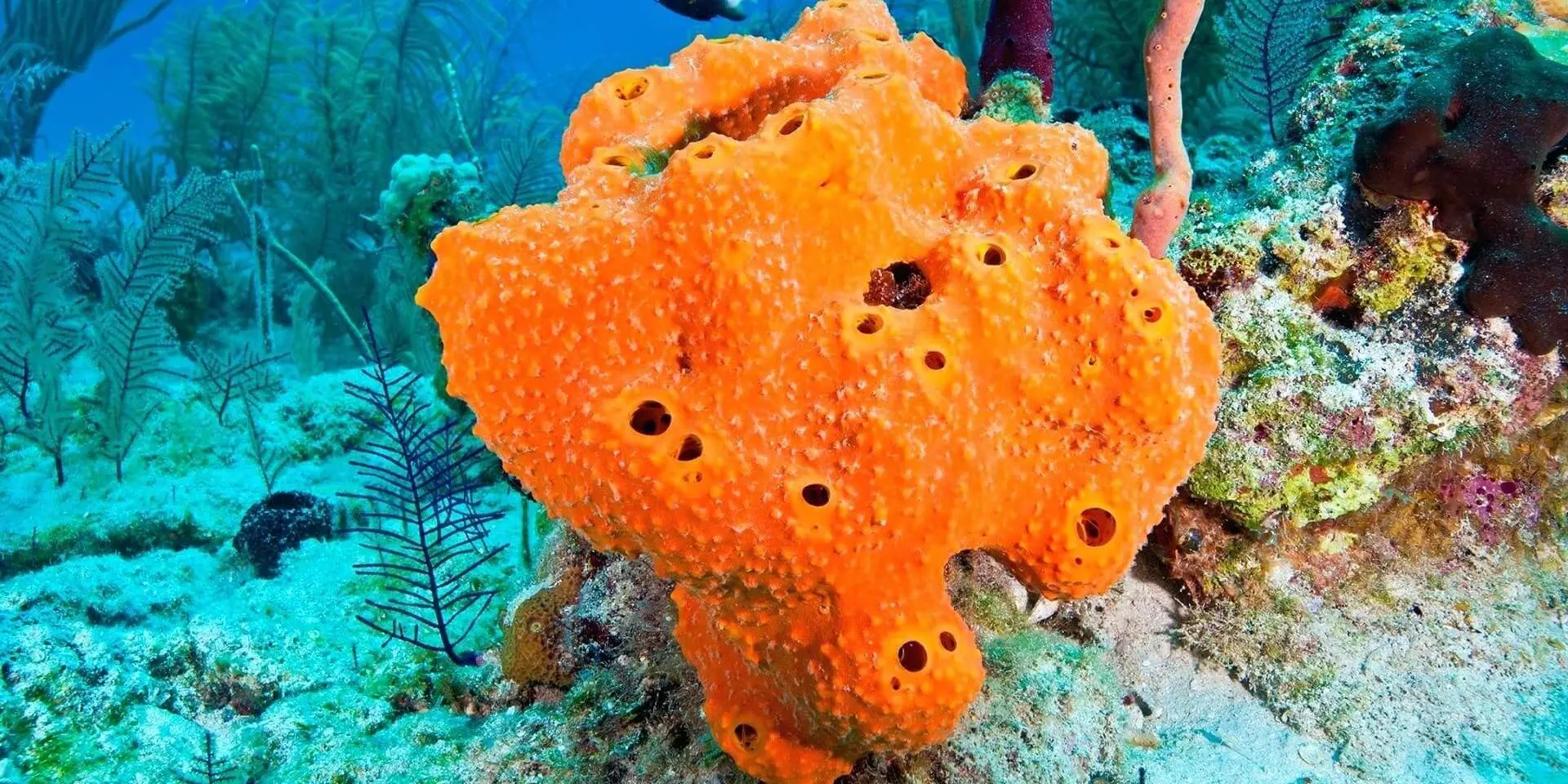 Süngerler Porifera Su Altı