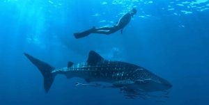 Balina Köpek Balığı Rhincodon Typus